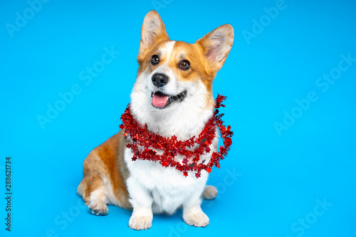 Welsh Corgi New Year's outfit. Fluffy dog adorned with winter decorations