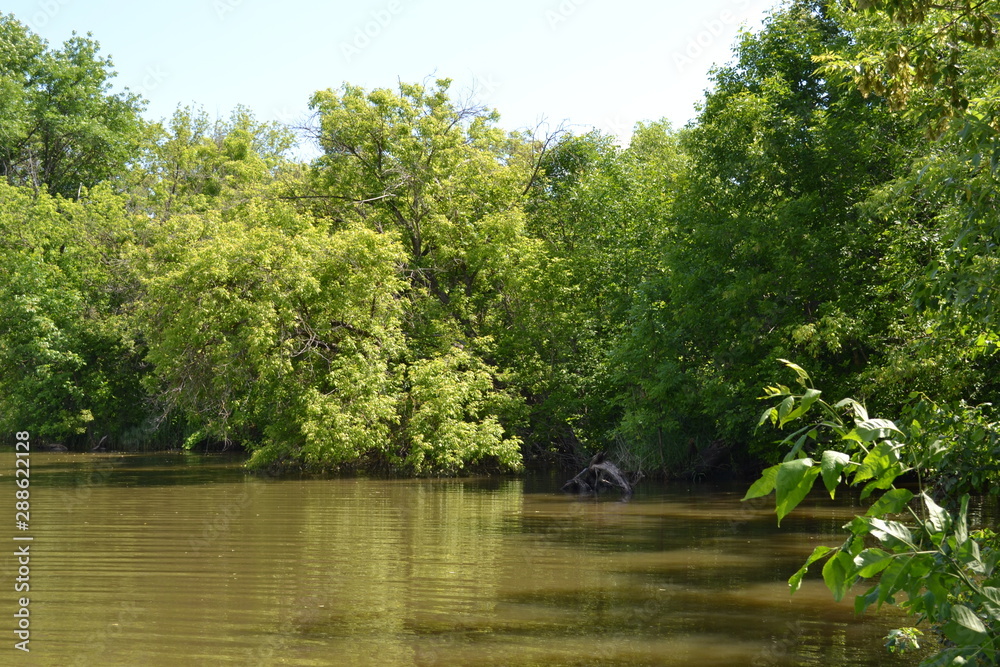 Beautiful summer landscape of the lake and plants Beautiful summer landscape of the lake and plants
