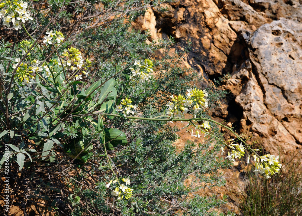 The endemic Brassica cretica, Crete The endemic Brassica cretica, Crete