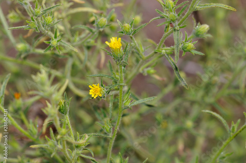 Dittrichia graveolens, commonly known as stinkwort or stinking fleabane, Crete