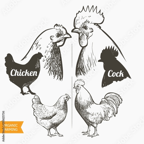 Chicken hen rooster. Vector illustration in vintage style.