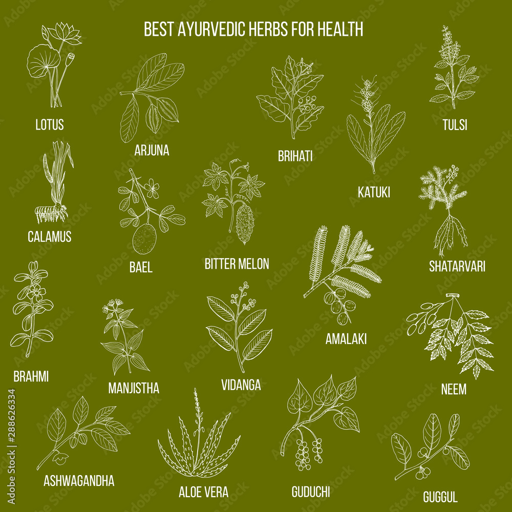 Ayurvedic herbs, natural botanical set Stock Vector Adobe Stock