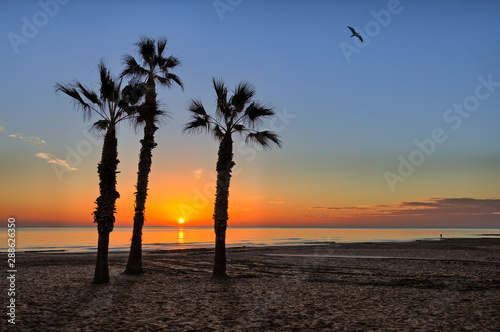 Three palm trees stand as a group on the beach. A beautiful sunrise over the Mediterranean in La Mata north of the Spanish city of Torrevieja. In the sky a seagull flies.