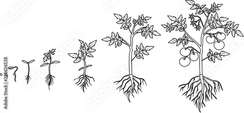 Fototapeta Naklejka Na Ścianę i Meble -  Coloring page. Life cycle of tomato plant. Growth stages from seed to flowering and fruiting plant with tomatoes isolated on white background