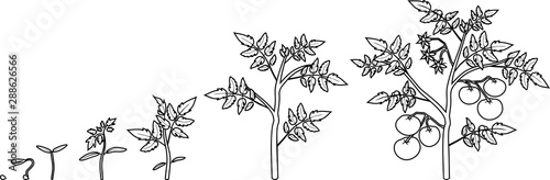 Coloring page. Life cycle of tomato plant. Growth stages from seed to flowering and fruiting plant with tomatoes isolated on white background