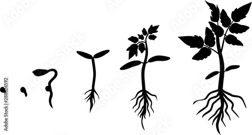 Silhouette of life cycle of tomato plant. Growth stages of tomato plant from planting a seed to sprout with leaves isolated on white background