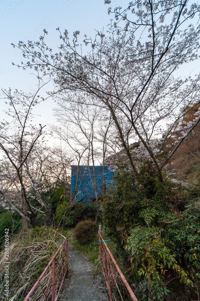 Fototapeta premium 早朝の山村部に咲く桜と橋