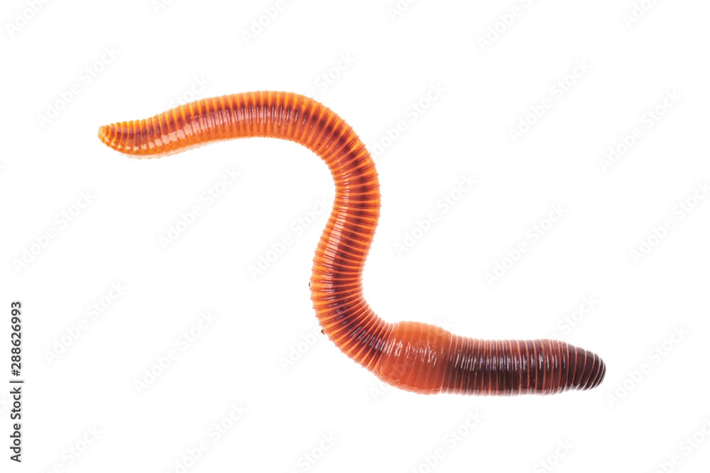 Macro shot of red worm Dendrobena, earthworm live bait for fishing isolated on white background.