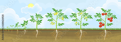 Life cycle of tomato plant. Growth stages from seed to flowering and fruiting plant with ripe red tomatoes in garden