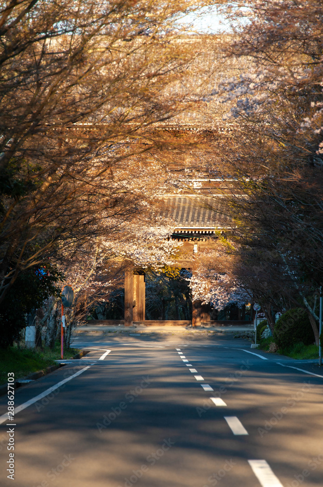 朝日に輝く桜の花と道路と寺