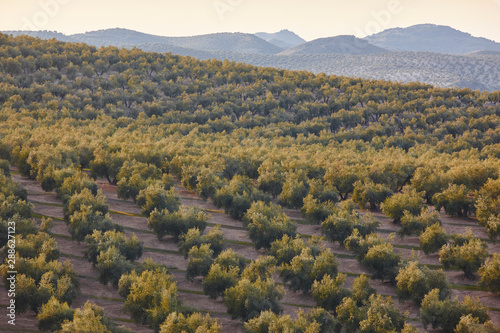 Olive tree fields in Andalusia. Spanish agricultural landscape. Jaen