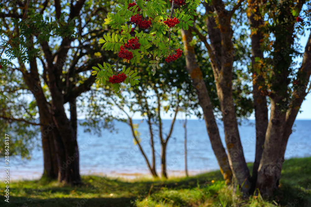 Mountain ash on the Baltic Sea in the dunes