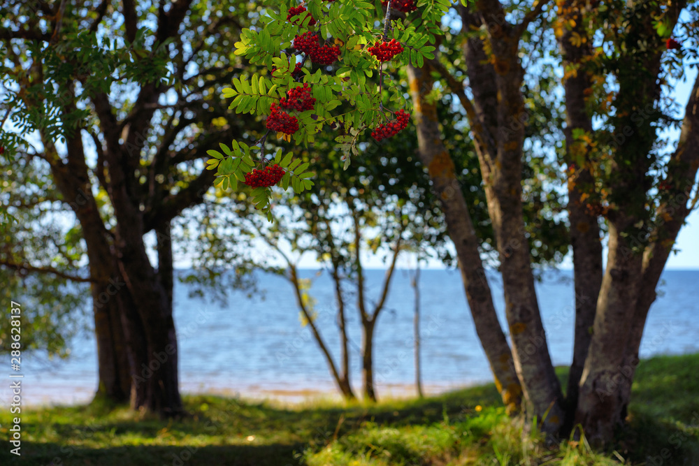 Mountain ash on the Baltic Sea in the dunes Mountain ash on the Baltic Sea in the dunes