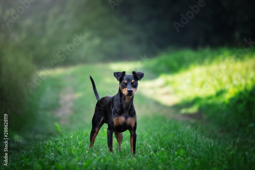 Hund im Wald auf weg mit b  umen und Str  uchern im hintergrund bei sonnenschein