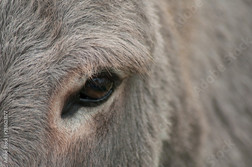 Closeup of eye of donkey in a meadow