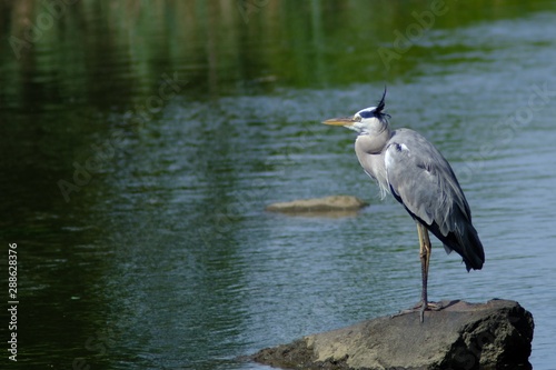 gray heron on rock © Matthewadobe
