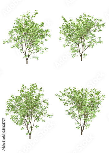 Japanese maple tree spring season on a white background with clipping path.Realistic 3D rendering....