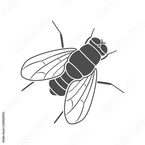 Drosophila fly silhouette on white background. Vector icon.