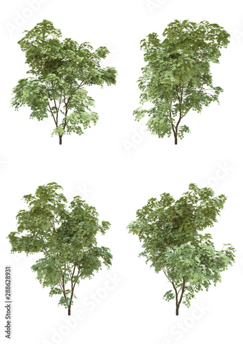 Japanese maple tree summer season on a white background with clipping path.Realistic 3D rendering....