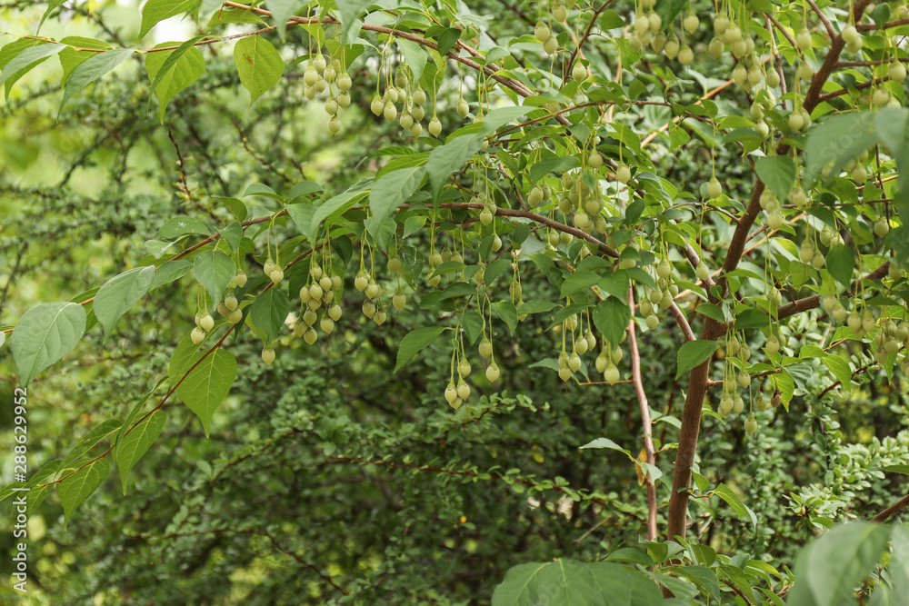 Large branch with unripe fruits of Japanese snowbell (Styrax jap Large branch with unripe fruits of Japanese snowbell (Styrax jap