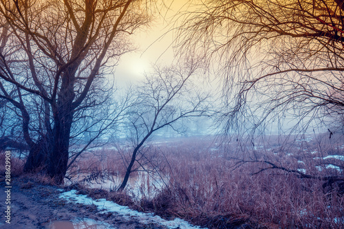 Rural winter landscape. Frosty weather. Frozen lake in the early morning. Trees near the lake