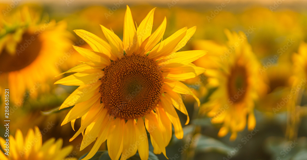 Sunflowers in sun close up with soft focus. Country field natural background. Sunflower blooming. Sunset above orange flowers. Nice autumn harvest. Vibrant summer image. Sun bright backlight Sunflowers in sun close up with soft focus. Country field natural background. Sunflower blooming. Sunset above orange flowers. Nice autumn harvest. Vibrant summer image. Sun bright backlight