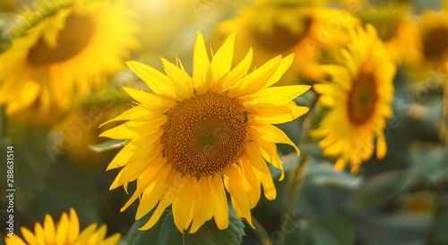 Sunflowers in sun close up with soft focus. Country field natural background. Sunflower blooming. Sunset above orange flowers. Nice harvest at autumn. Vibrant summer image.
