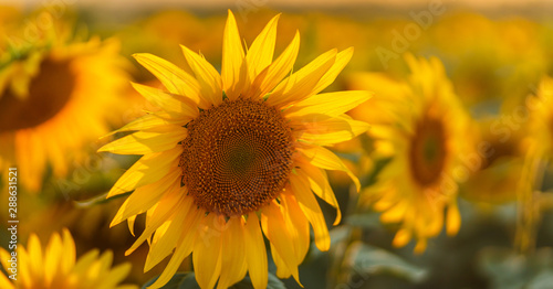 Sunflowers in sun close up with soft focus. Country field natural background. Sunflower blooming. Sunset above orange flowers. Nice autumn harvest. Vibrant summer image. Sun bright backlight