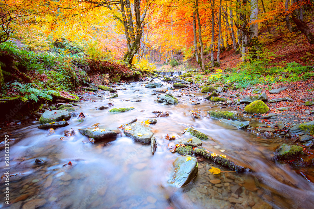 Fototapeta premium Jesień w naturalnym parku - bujne drzewa leśne i rwąca rzeka z kamieniami