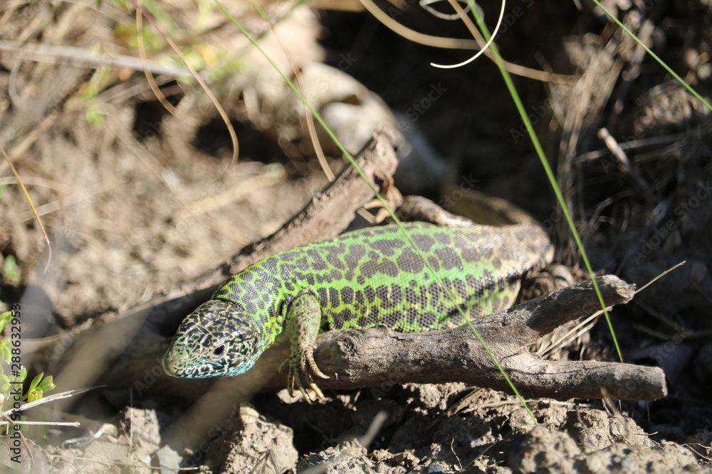 LAGARTO VERDE Y AMARILLO CON MANCHAS NEGRAS INTENTANDO CAMUFLARSE ENTRE LA HIERVA LAGARTO VERDE Y AMARILLO CON MANCHAS NEGRAS INTENTANDO CAMUFLARSE ENTRE LA HIERVA