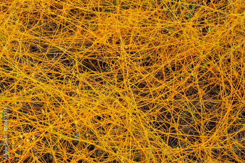 Close up Dodder plant on the ground photo