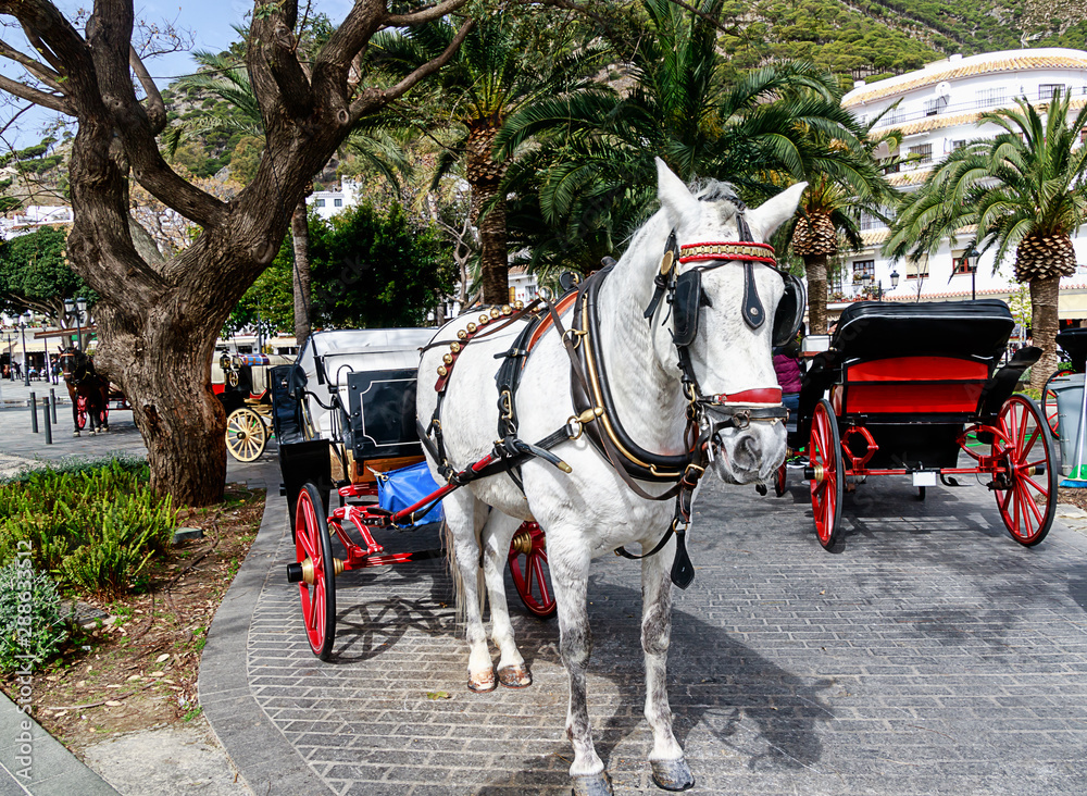 Horse-drawn carriages in the main square of Mijas pueblo, one of the most visited of Andalucia’s white villages, Costa del Sol. 