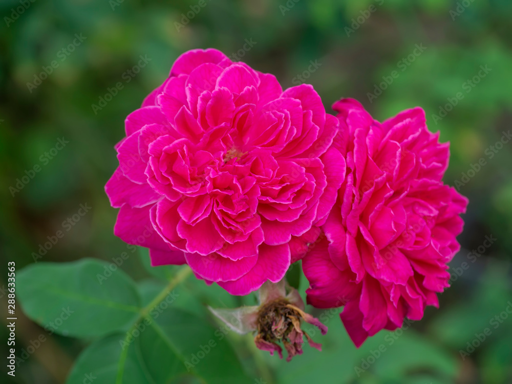 Obraz premium Close up deep pink Damask Rose flower (Rosa damascena) with blur background.