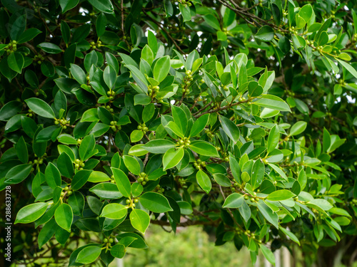 Weeping fig, Ficus benjamina, Banyan tree with fruits on branch. © noppharat