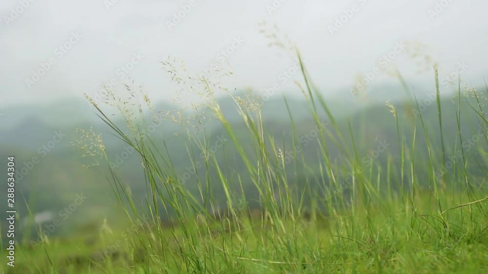 Green Grass moving in wind Green Grass moving in wind
