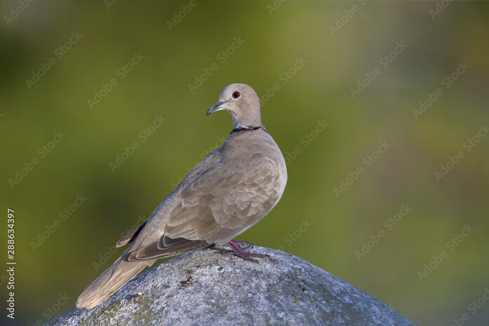 An adult Eurasian collared dove (Streptopelia decaocto) perched on a roof in the morning sun in Algarve Portugal.