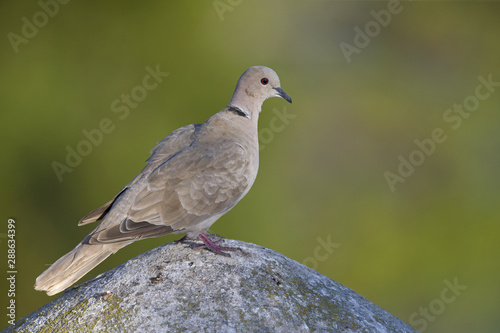 An adult Eurasian collared dove (Streptopelia decaocto) perched on a roof in the morning sun in Algarve Portugal.