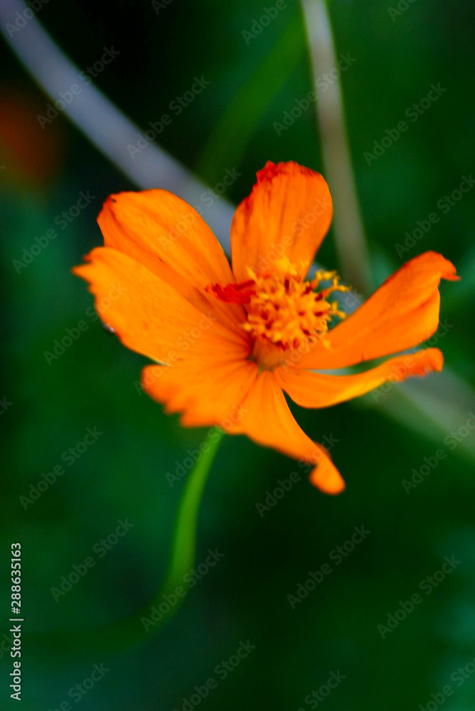 orange flower on green background orange flower on green background