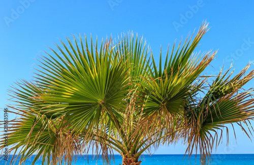 The palm tree by the sea - Borassus flabellifer - Asian palmyra palm  commonly known as doub palm  tala palm  or ice apple  