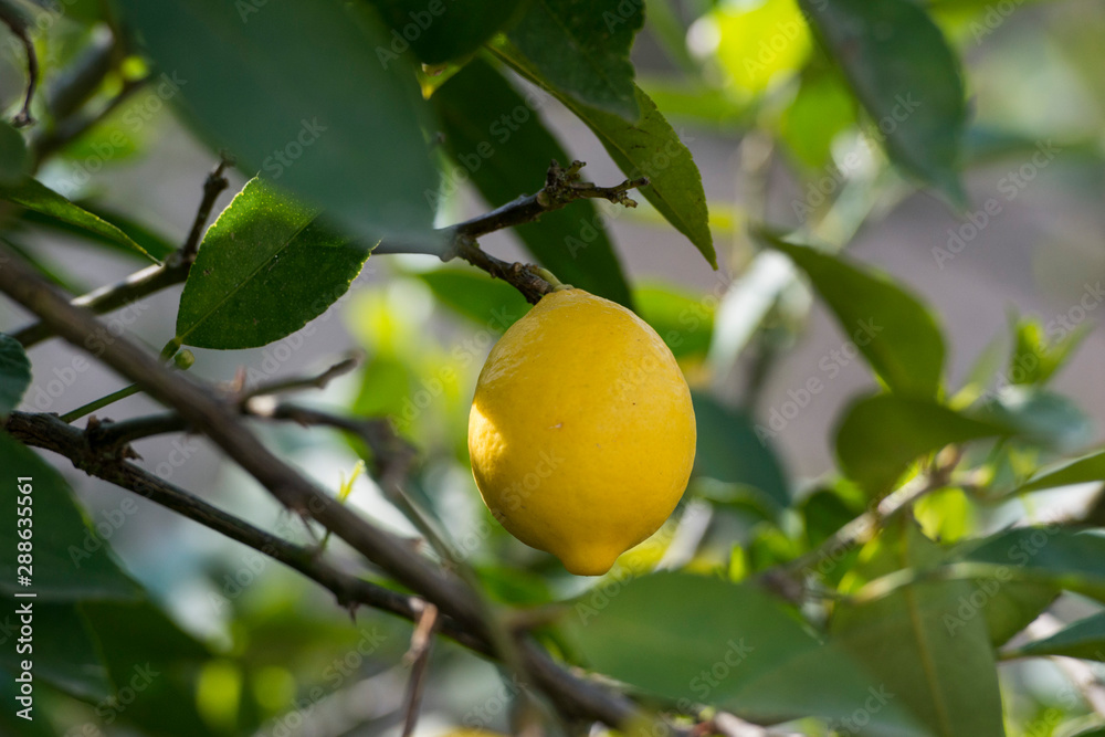 EUROPE PORTUGAL DOURO LEMON PLANTATION