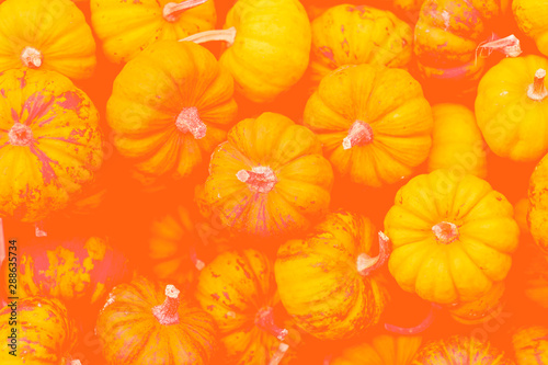 Orange toned pumpkin fall background