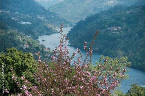 EUROPE PORTUGAL DOURO LANDSCAPE photo