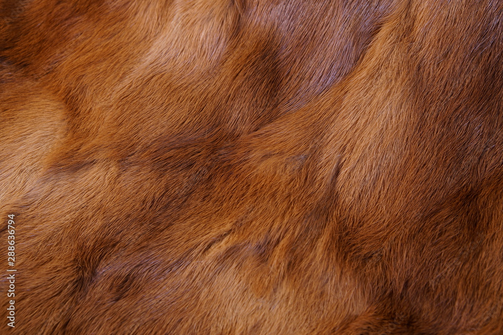 animal fur background. texture of furry - fur Natural. Animal Wildlife Concept and Style. textures and backgrounds. Close-up, Full Frame of a fur coat animal fur background. texture of furry - fur Natural. Animal Wildlife Concept and Style. textures and backgrounds. Close-up, Full Frame of a fur coat