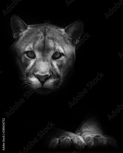 Muzzle and paws isolated in darkness. Cougar beautifully  lies on a dark background, a powerful predatory big cat