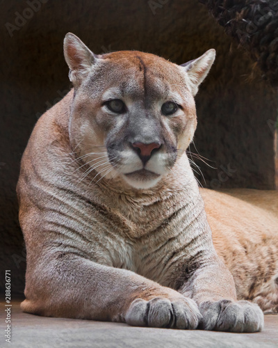 Cougar beautifully lies on a dark background, a powerful predatory big cat