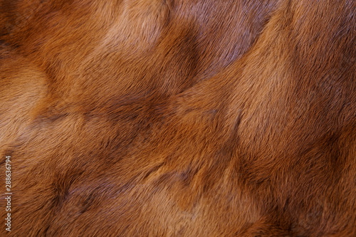 animal fur background. texture of furry - fur Natural. Animal Wildlife Concept and Style. textures and backgrounds. Close-up, Full Frame of a fur coat