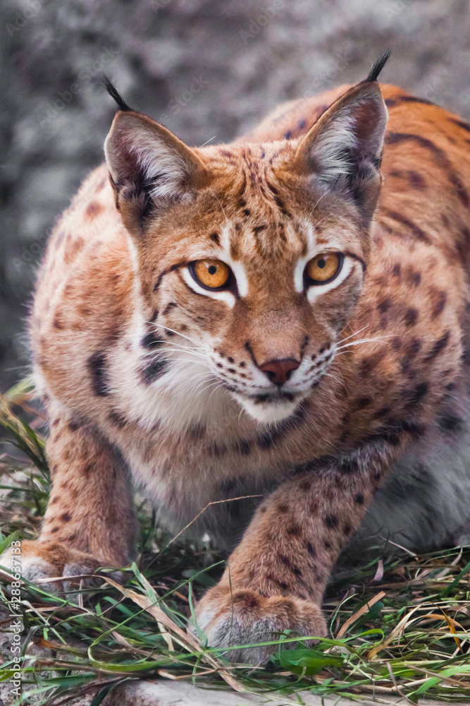 Beautiful wild cat lynx. Beautiful eyes clear view, closeup portrait. Beautiful wild cat lynx. Beautiful eyes clear view, closeup portrait.