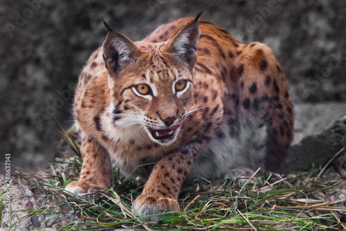 He eagerly looks (look of the hunter) sitting in an ambush., His mouth is ajar. Beautiful  wild cat lynx. © Mikhail Semenov