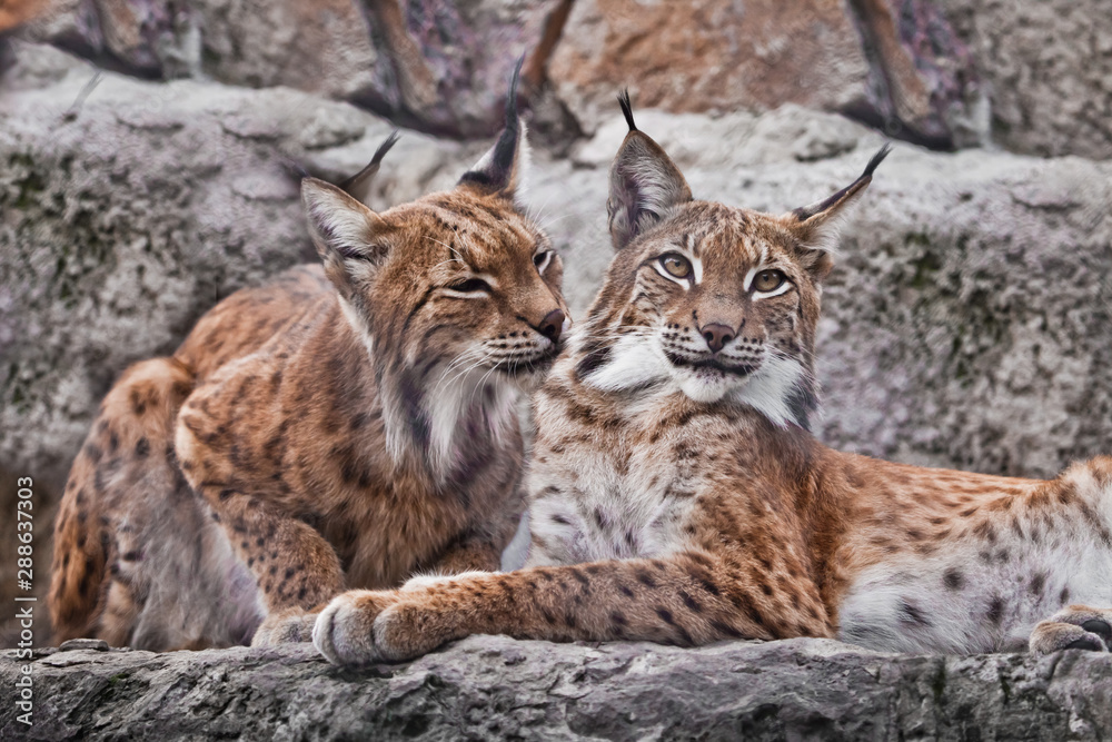 Obraz premium A pair of lynxes sit nearby and caress (lick) each other, a symbol of the family. Beautiful wild cat lynx.