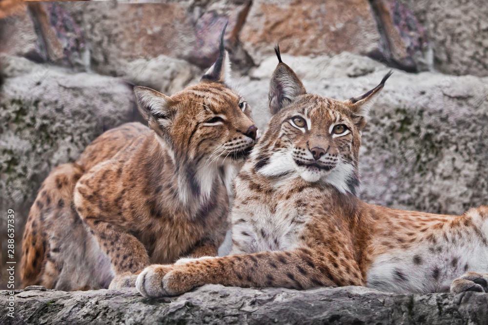 A pair of lynxes sit nearby and caress (lick) each other, a symbol of the family. Beautiful wild cat lynx. A pair of lynxes sit nearby and caress (lick) each other, a symbol of the family. Beautiful wild cat lynx.
